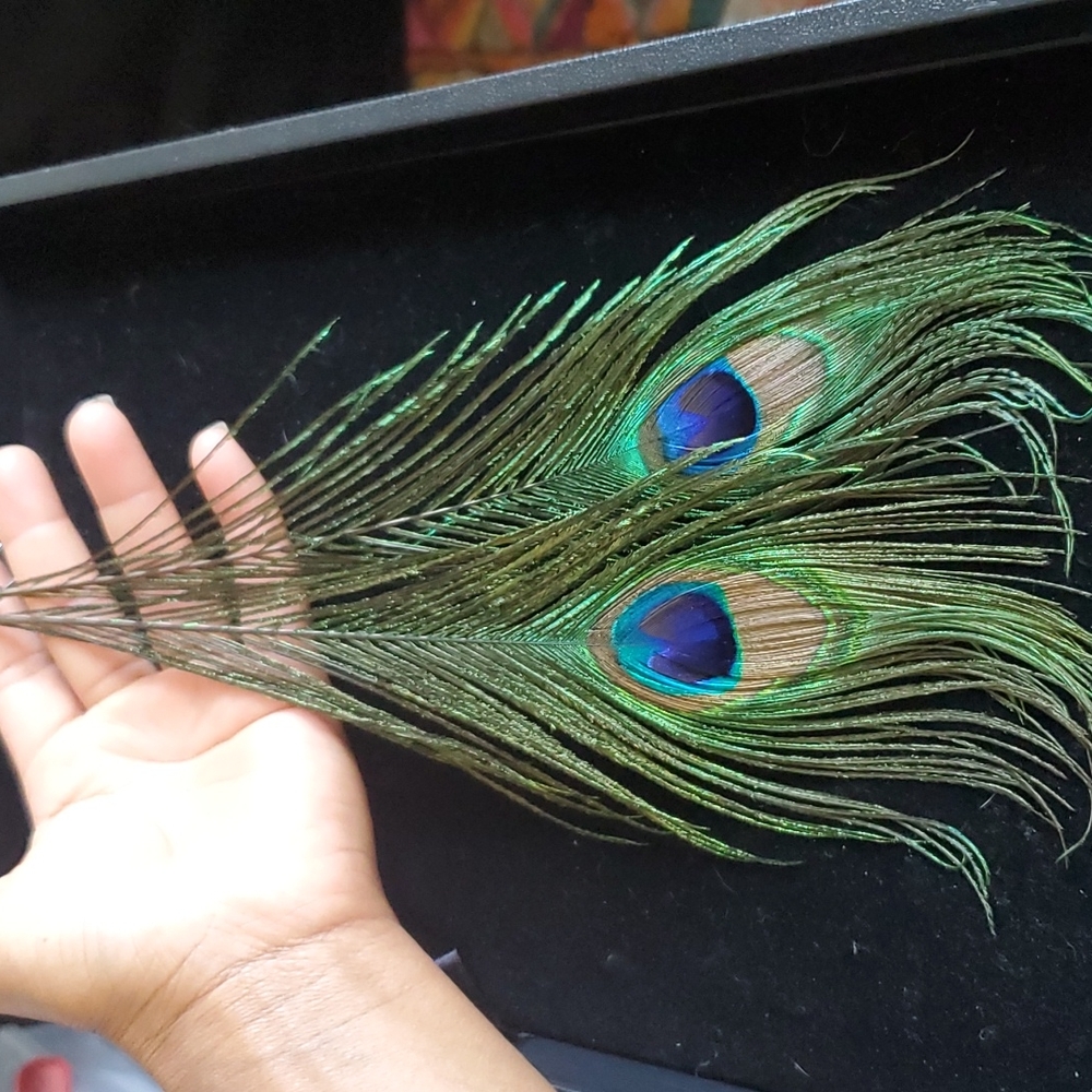 Large ,Peacock Feather Earrings.